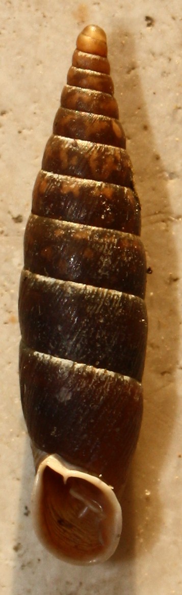 Clausiliidae da identificare